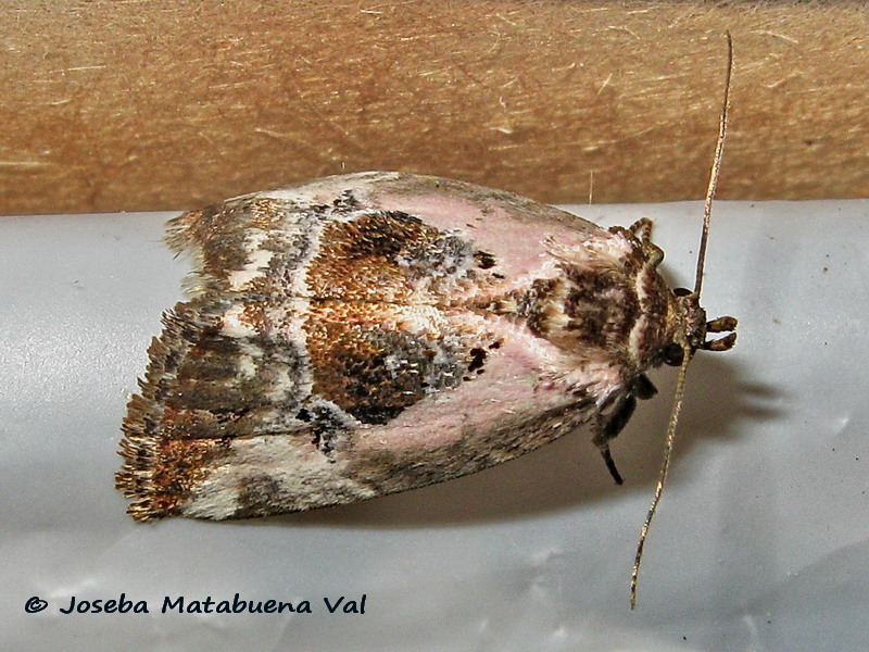 Elaphria venustula - Noctuidae